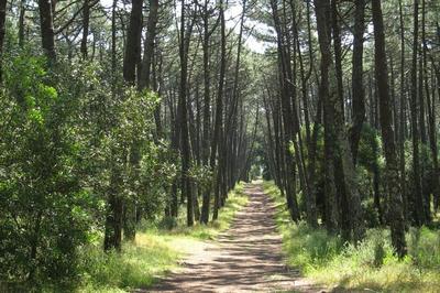 Município de Tondela lança projecto pioneiro para protecção das florestas