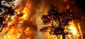 Fogo lavra em Figueira de Castelo Rodrigo, incêndio no Carregal do Sal dominado